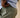 Men's Tech Short Green